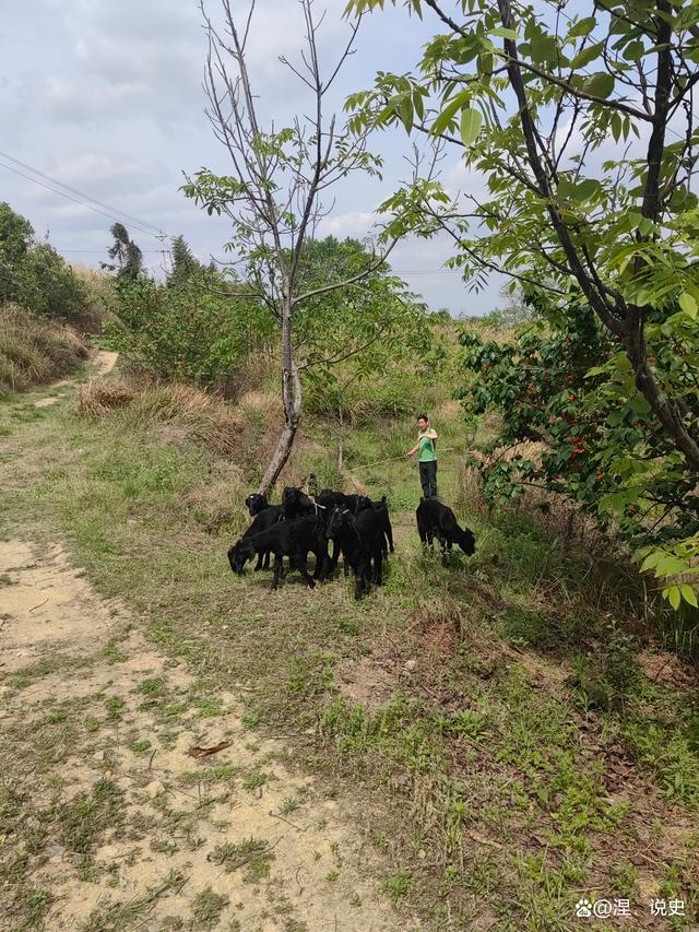 威远凤凰古寨门票价格_威远凤凰古寨玻璃桥在哪里